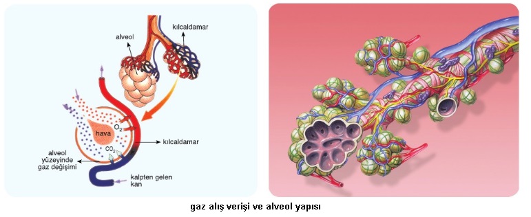 gaz alış verişi ve alveol yapısı