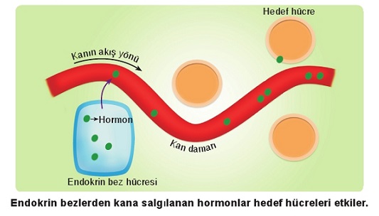 endokrin bezler ve hormonlar