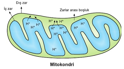 mitokondri