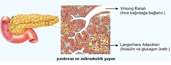 pankreas ve yapısı