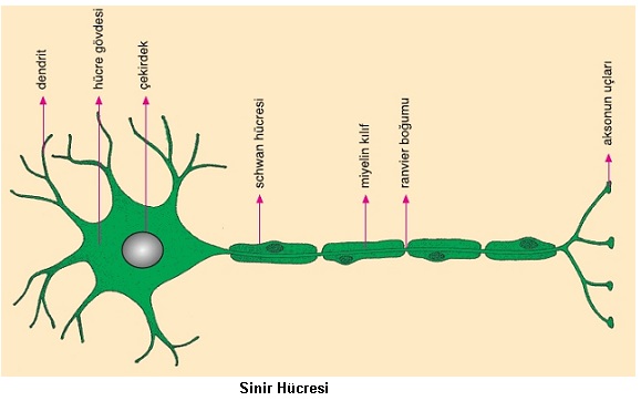 sinir hücresinin yapısı