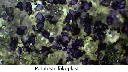 Plastitler lökoplast