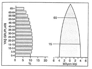 dar tabanlı nüfus piramidi