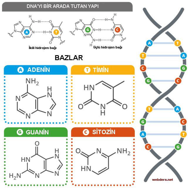 DNA'nın Kimyasal Yapısı