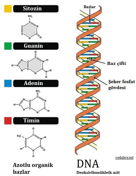 DNA yapısı