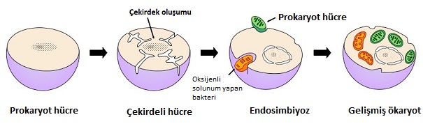 endosimbiyoz hiptezi