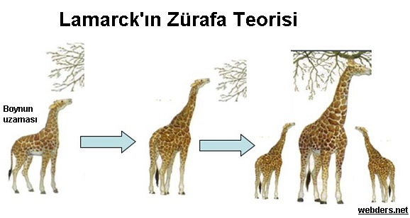 lamarck'ın zürafa teorisi