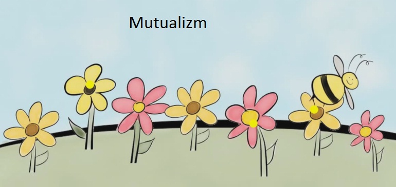 mutualizm nedir