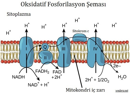 oksidatif fosforilasyon