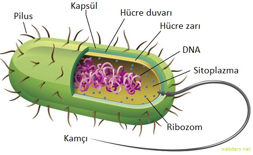 prokaryot hücre prokaryot canlılar