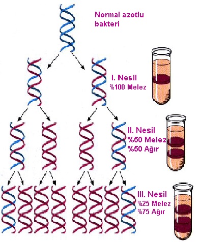 DNA eşlenmesi deneyi