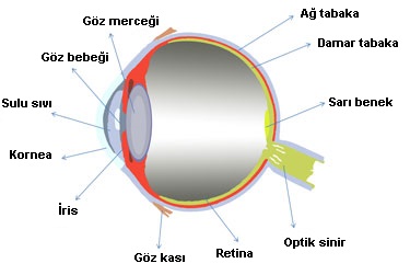 gözün yapısı