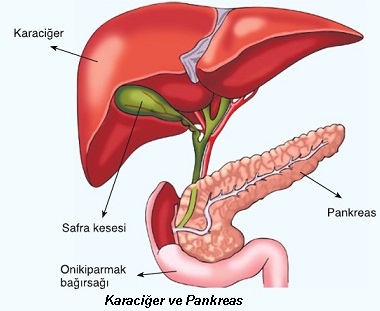 karaciğer ve pankreas