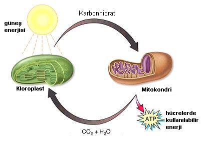 kloroplast ve mitokondri ilişkisi