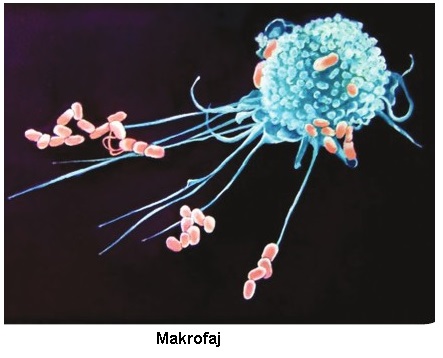 makrofaj
