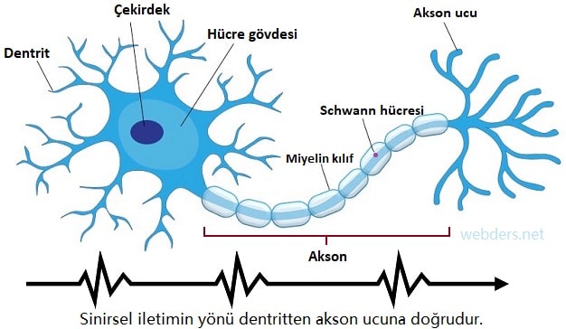 Nöron nedir