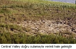 central valley projesi