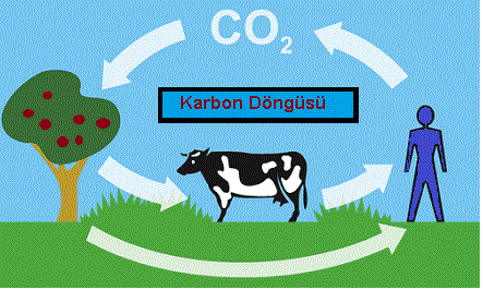 karbon döngüsü
