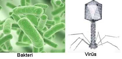 bakteri ve virüsler