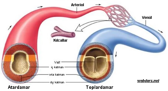 dolaşım sistemi damarlar