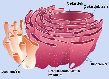 endoplazmik retikulum görevleri ve özellikleri