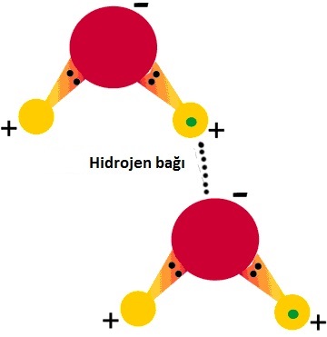 hidrojen etkileşimi