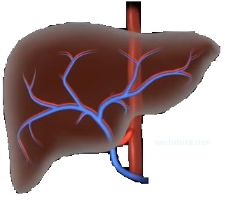 karaciğerin yapısı ve görevleri