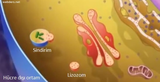 lizozom nedir