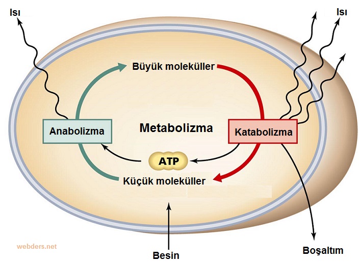 metabolizma
