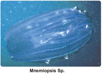 Mnemiopsis Sp.