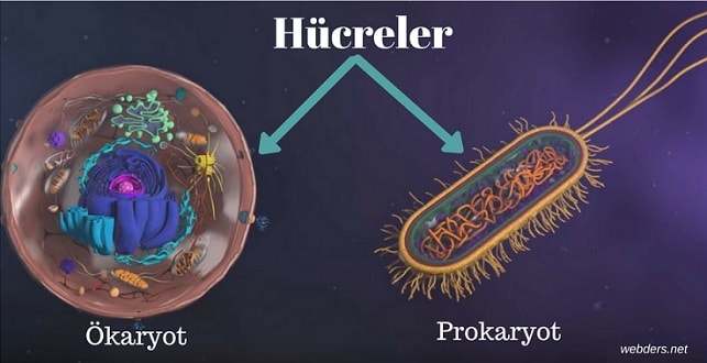 prokaryot ve ökaryot hücre