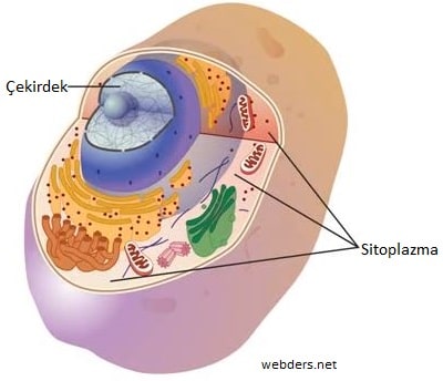 sitoplazma nedir