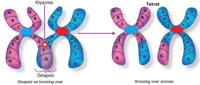 Tetrat sinapsis ve krossing over