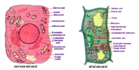hücre